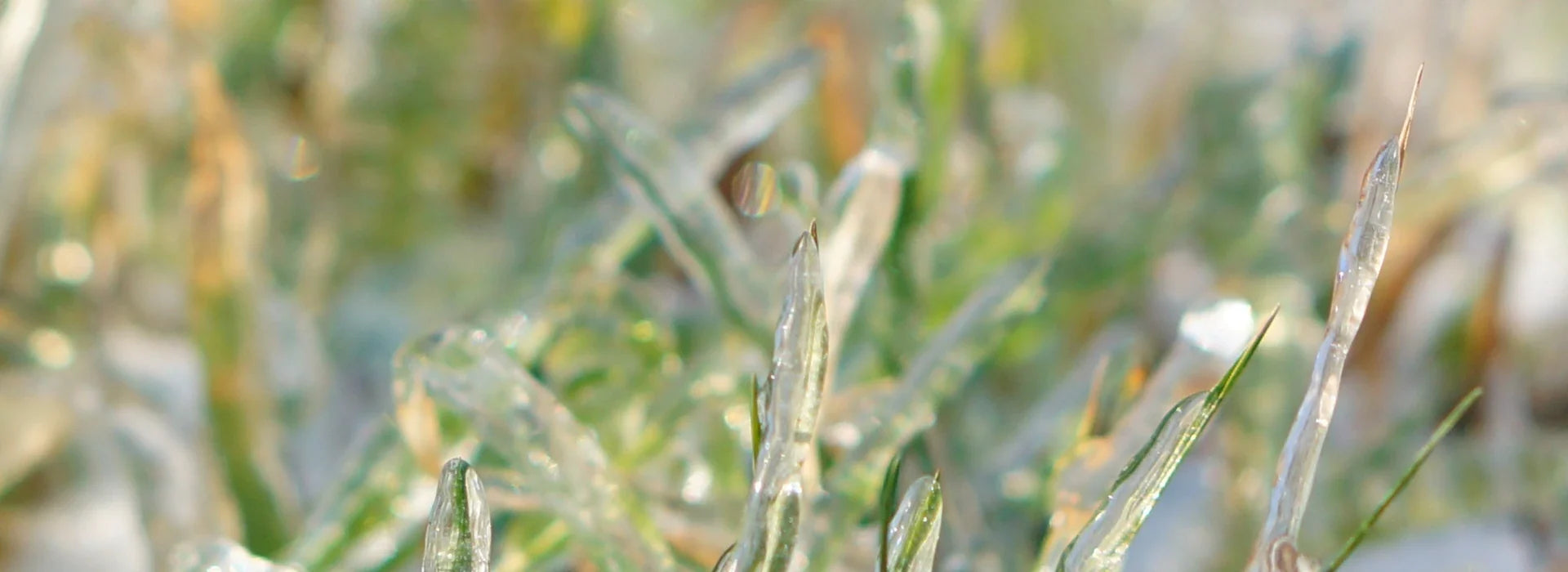 7 consejos esenciales para cuidar tu jardín en época de frío