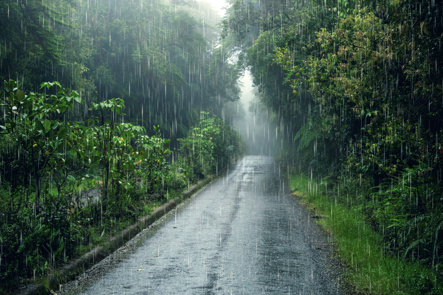 Cómo preparar tu jardín para la temporada de lluvias: 6 consejos prácticos para mantenerlo sano y protegido